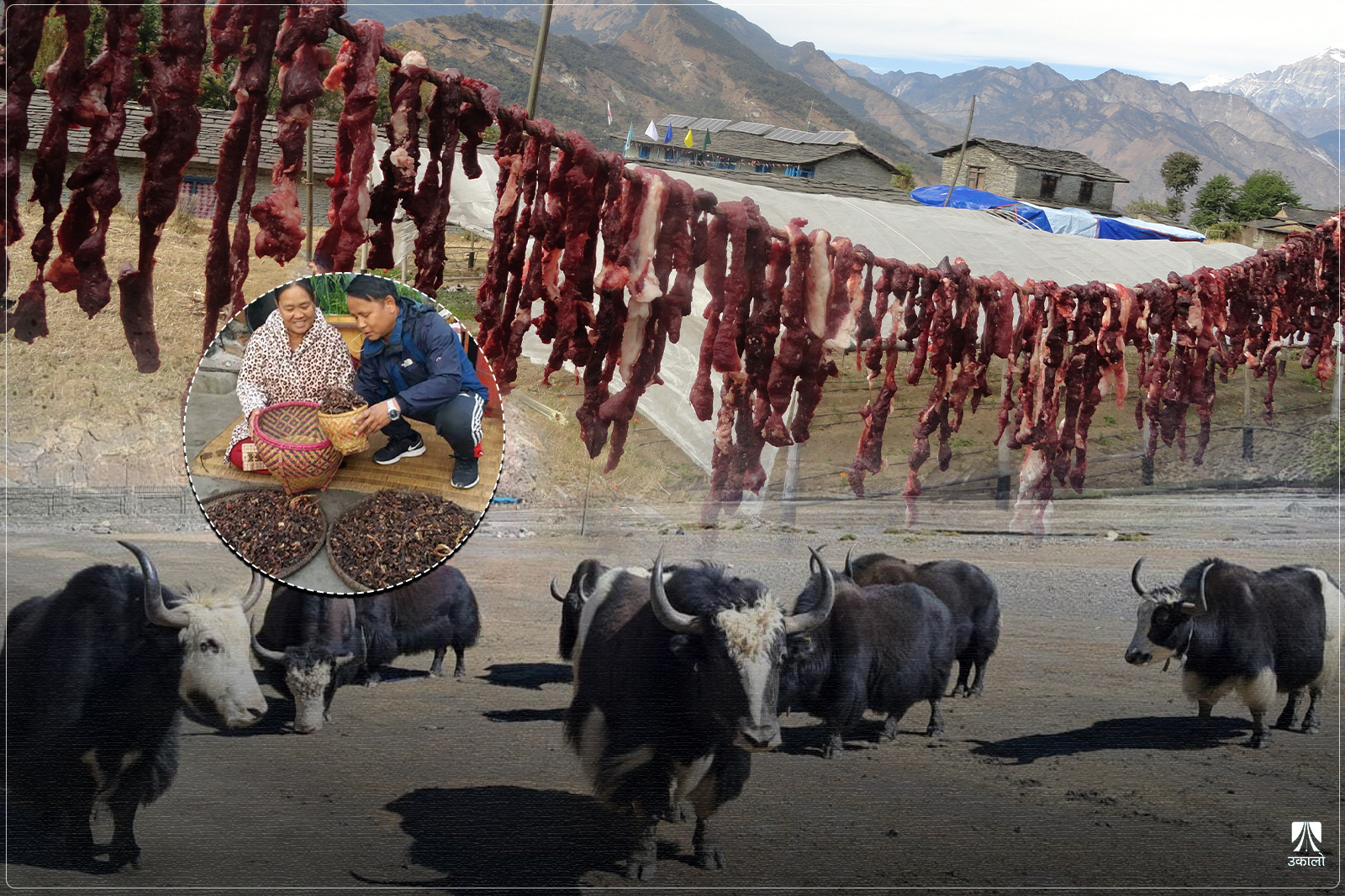 मुस्ताङीलाई उत्तरी सिरेटोमा सुकुटी सुकाउने चटारो