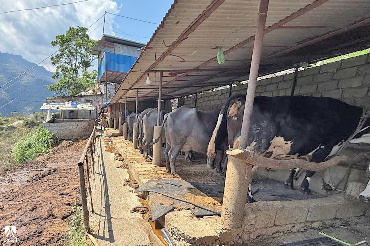 भकारोको गन्धमा नोटको ‘सुगन्ध’: गोबर बेचेर आम्दानी