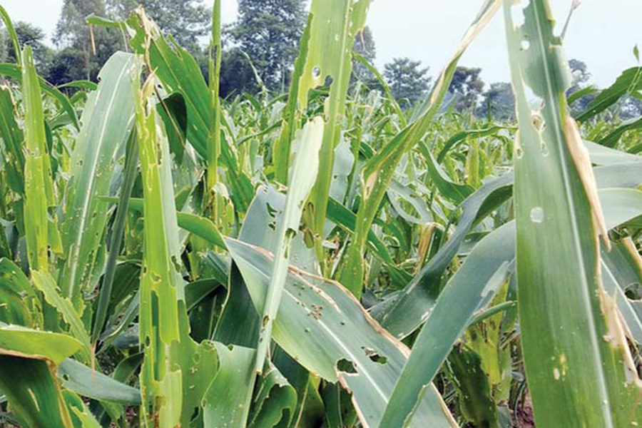 धादिङमा फौजी कीराले मकैबालीमा क्षति, किसान चिन्तित