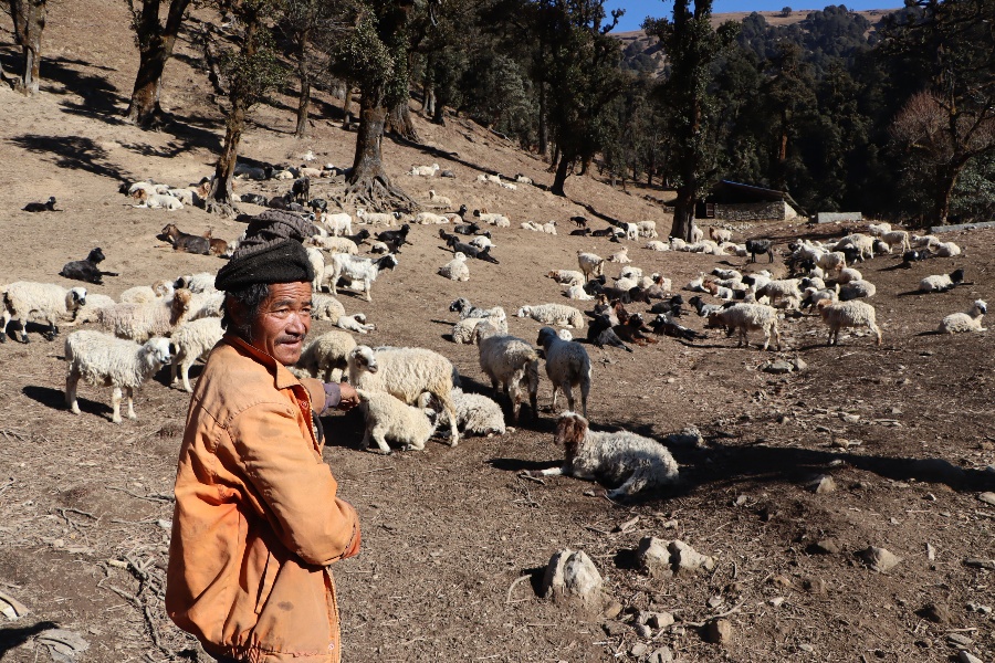 चिसो छल्दै, भेडीगोठ सम्हाल्दै