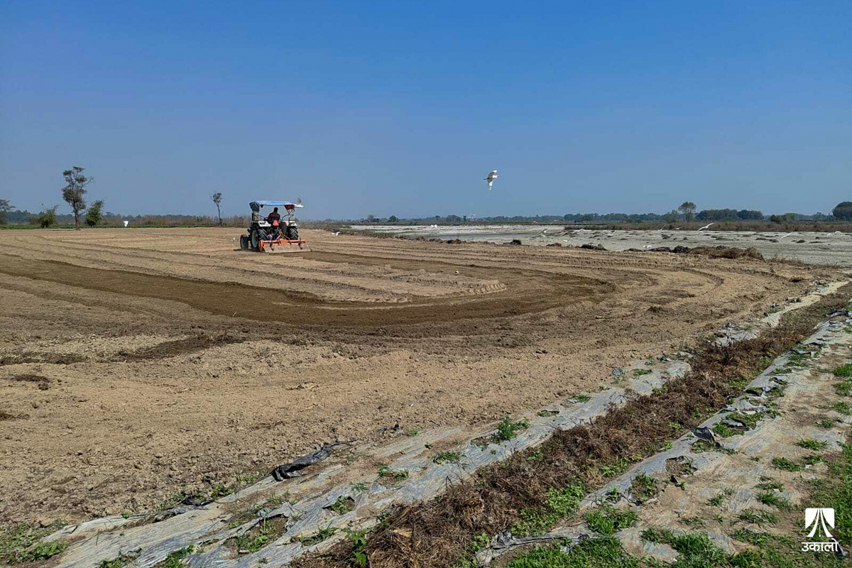 दशगजाको ४५ बिघामा तरकारी खेतीः जंगे पिल्लरको रक्षा, स्थानीयलाई रोजगारी