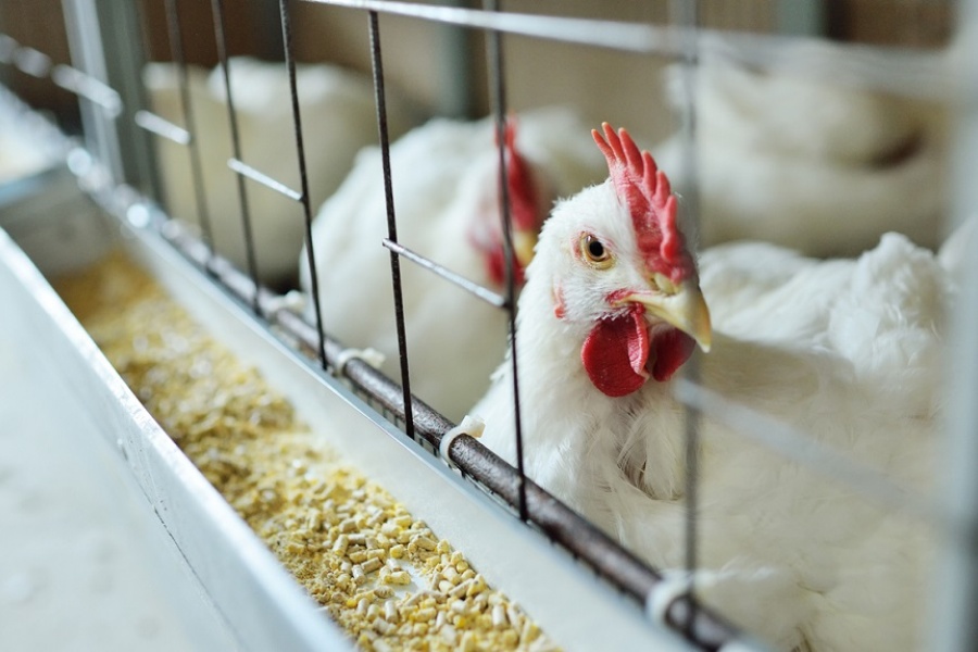 कुखुरामा देखियो ‘चिकेन एनेमिया’ भाइरस