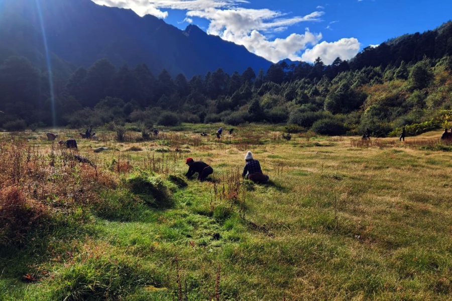 हिमाली गाउँमा घाँसको जोहो गर्ने चटारो