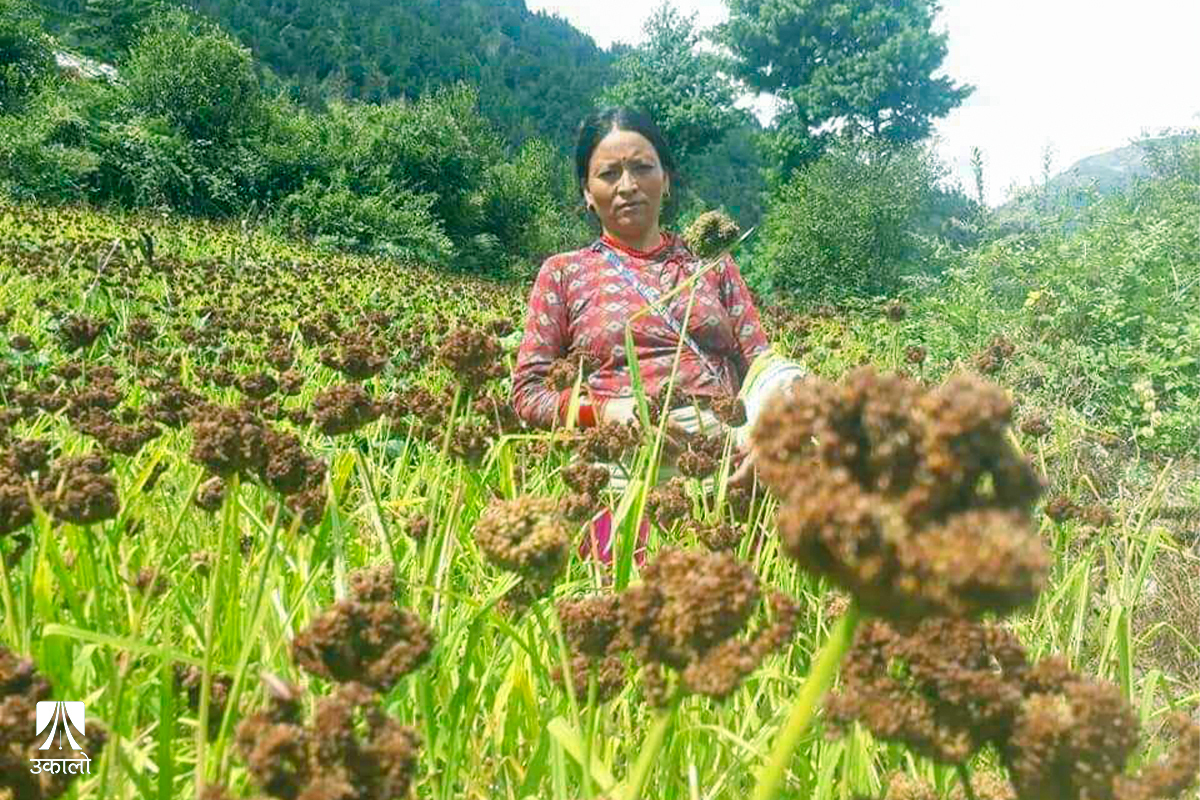 तापक्रम वृद्धिको असरः हिमालतिर सर्दैछन् तल्लो भेगका बालीनाली 