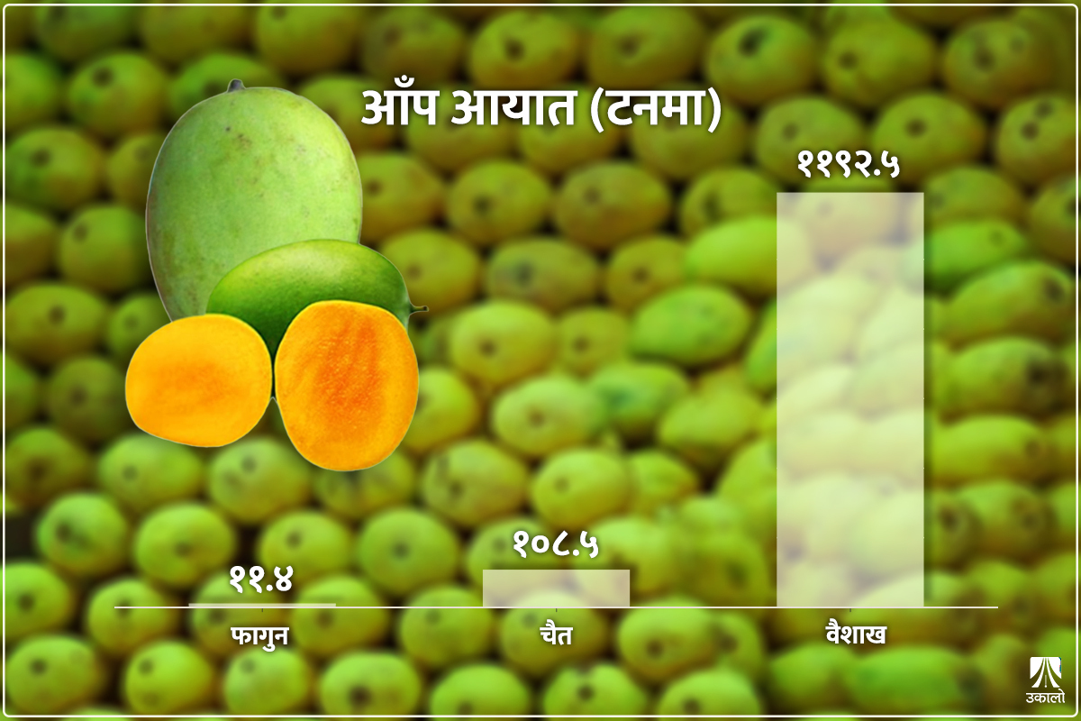 आँप सिजनअगावै बजारमा, खाँदा स्वास्थ्यलाई लाभ कि हानि?