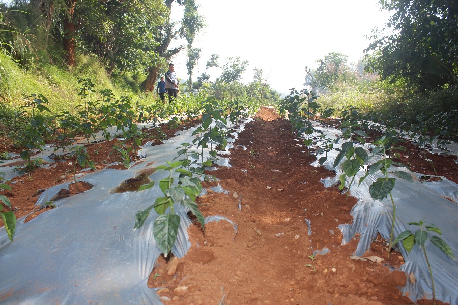 गोरखामा अकबरेको व्यावसायिक खेती, उत्साहित छन् किसान