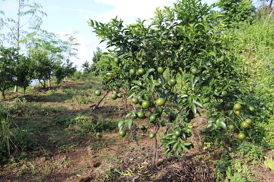 गैँडाकोटको बसेनी गाउँ: पाखोबारीमा सुन्तला लगाएर व्यावसायिक बन्दै किसान