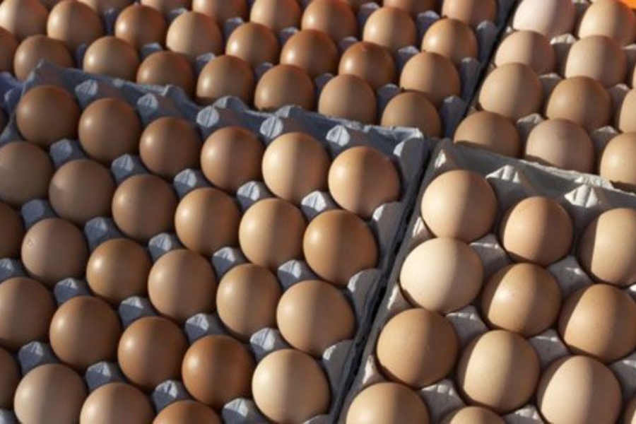 क्रेटको ६० रुपैयाँले बढ्यो अण्डाको मूल्य