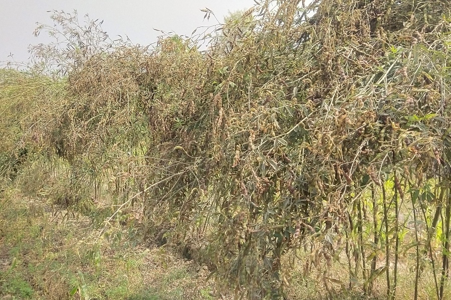 बारामा १० हजार मेट्रिकटन दलहन उत्पादन