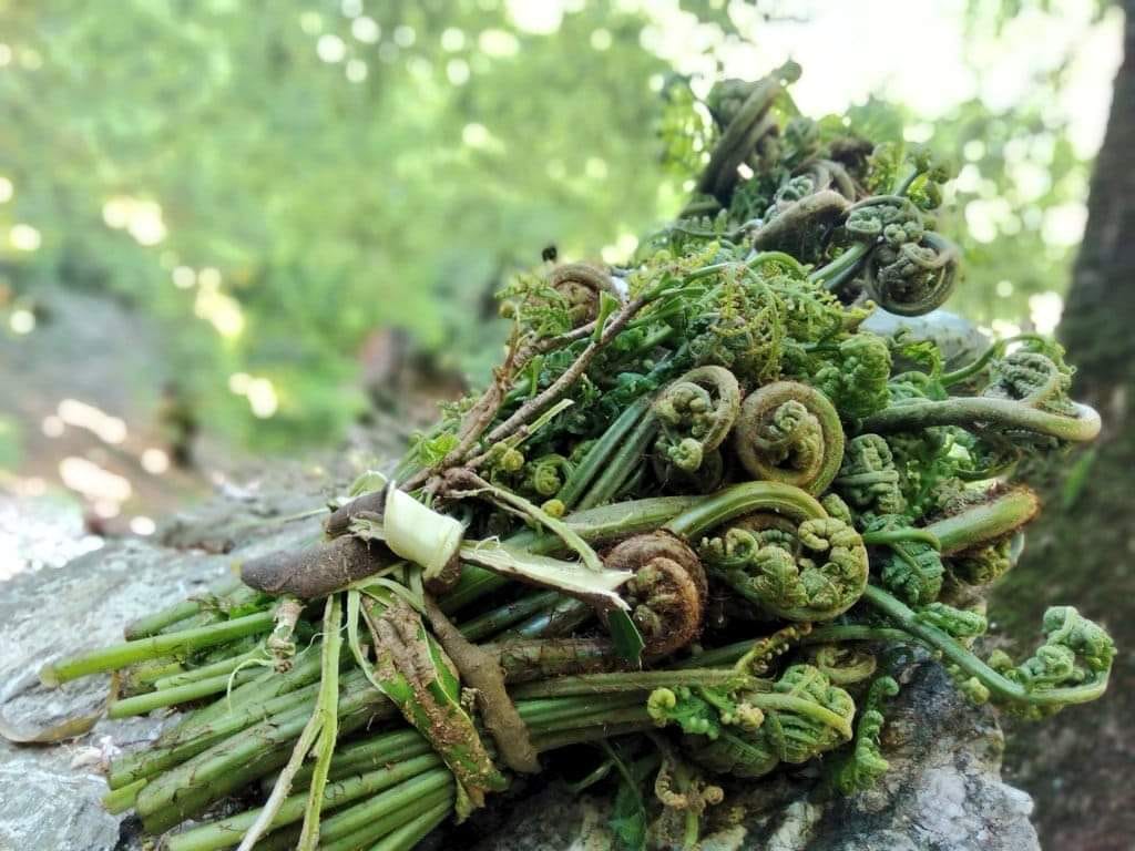 निगुरो बेचेर एक वर्षमा १० लाख आम्दानी