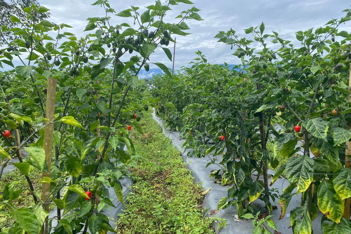 काठमाडौँसम्म पुग्छ भोजपुरको अकबरे खुर्सानी, किसान उत्साहित