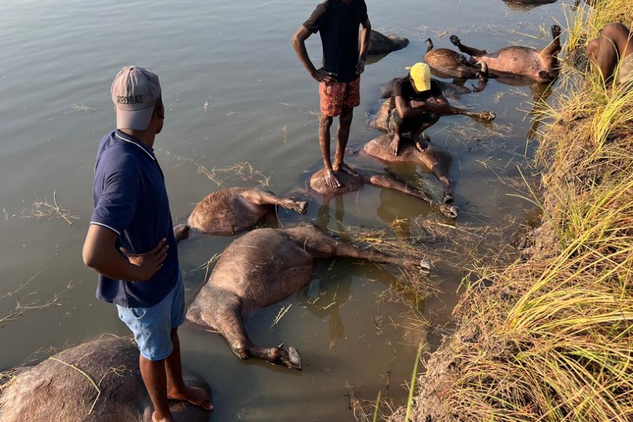 नामिबियामा एक सयभन्दा बढी जंगली भैंसीको डुबेर मृत्यु, यस्तो छ कारण