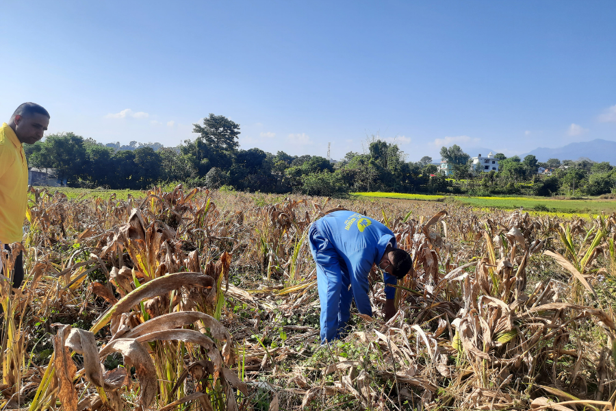 धान–गहुँ फल्ने खेतमा अब बेसार खेती