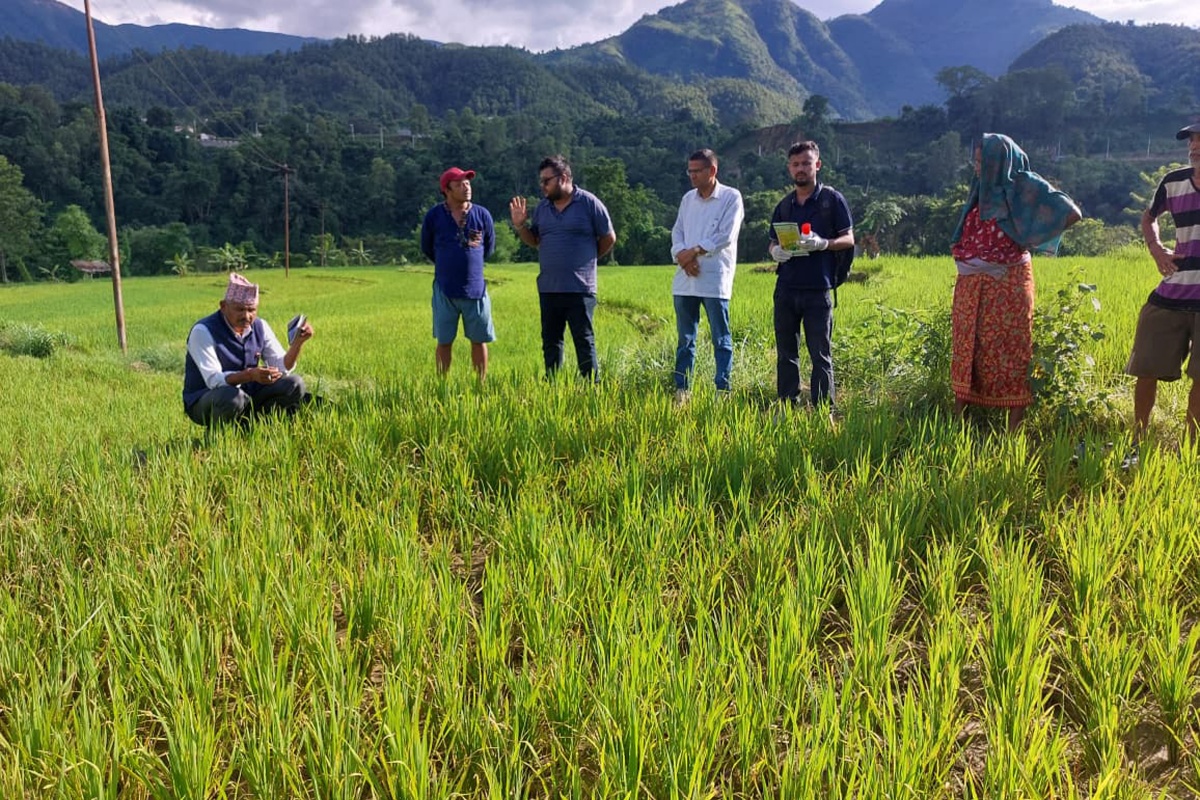 गोरखाको पालुङटारमा मरुवा रोगले सुक्यो धान