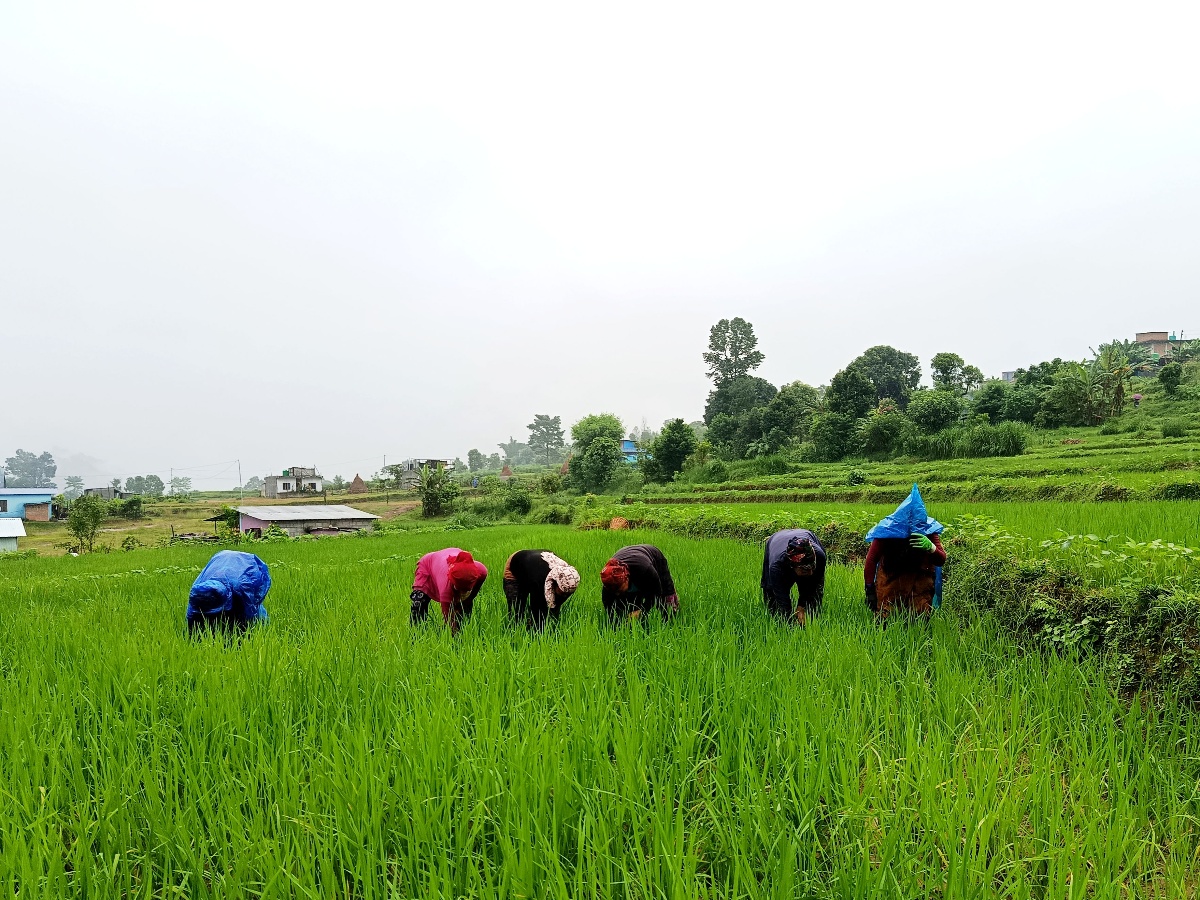 देशभर ९१ प्रतिशत धान रोपाइँ