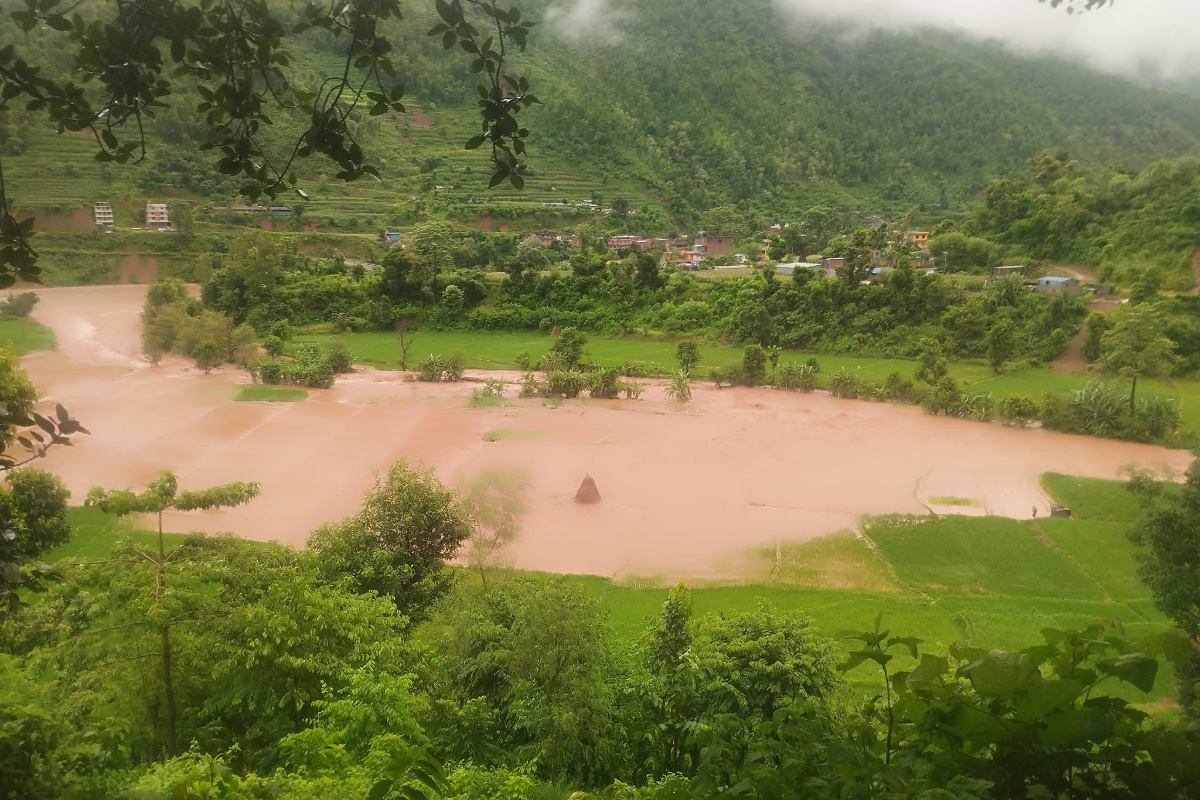 नुवाकोटमा बाढीले सयौँ रोपनी धानखेत बगरमा परिणत