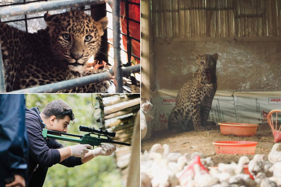 काठमाडौँका बस्तीमा चितुवा पस्ने क्रम कसरी कम भयो?