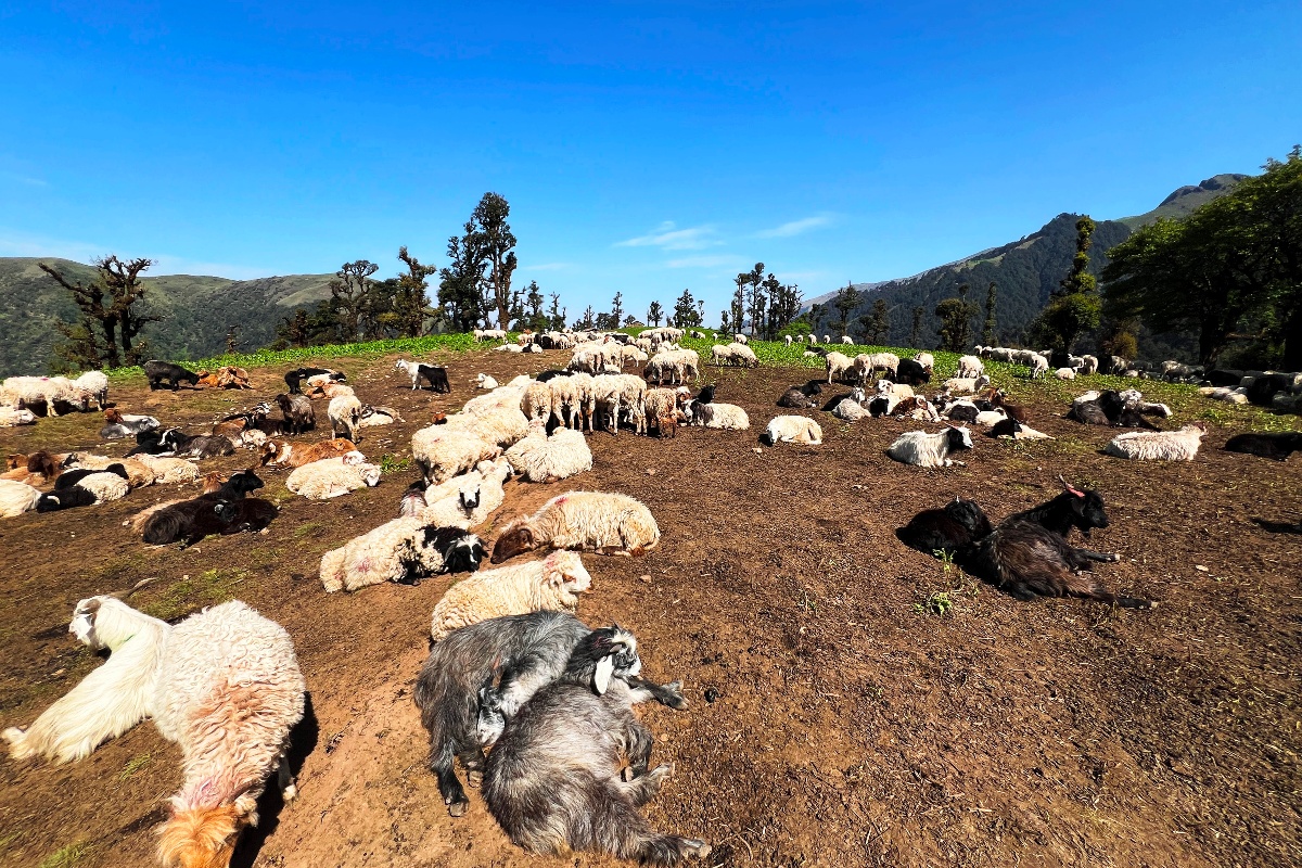 भेडीगोठले बागलुङका बुकीमा चहलपहल, बेँसी सुनसान