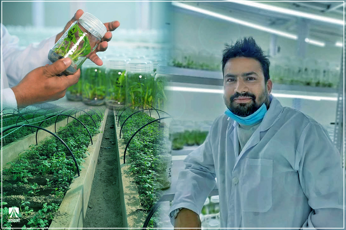 आलुको काम, आलुमै पीएचडी