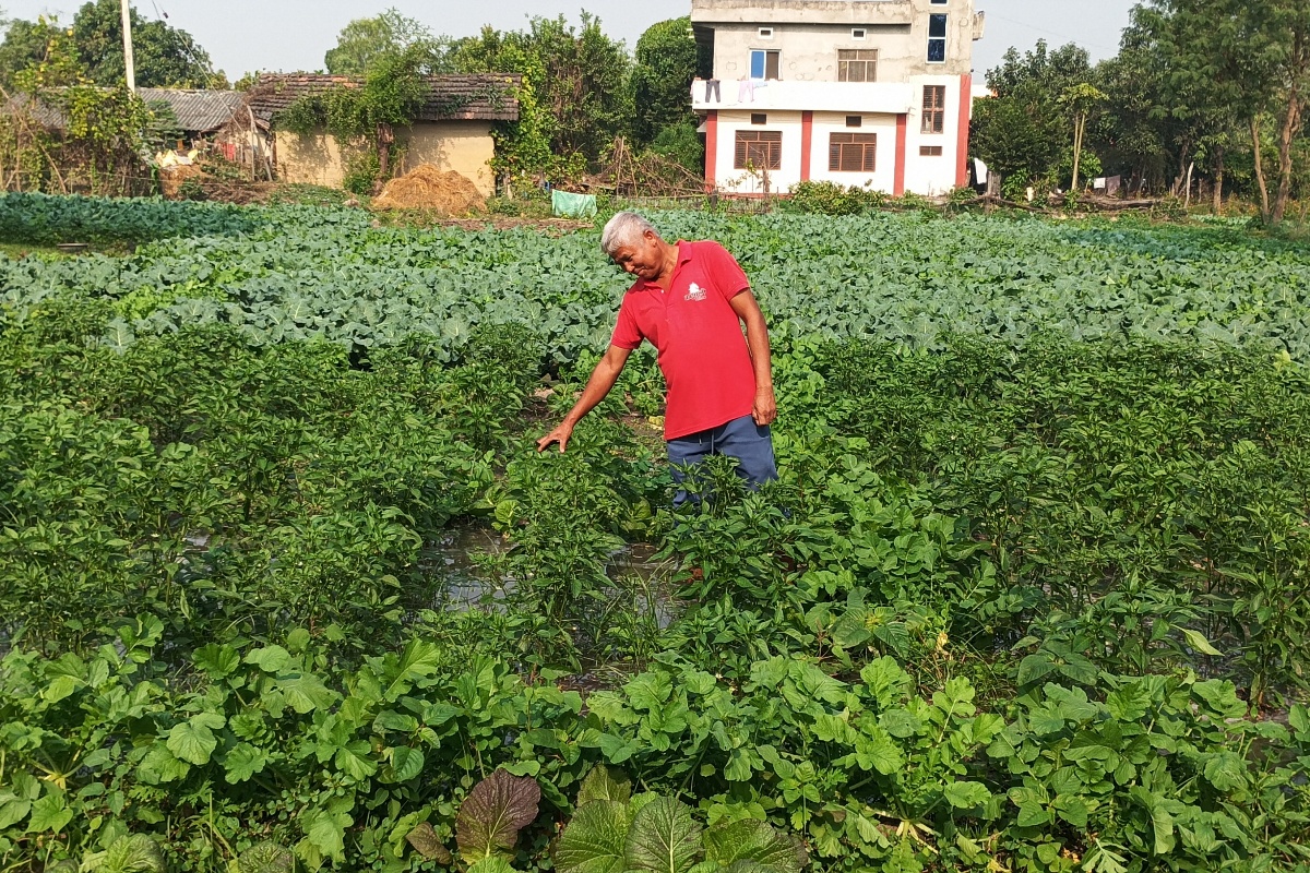 दिगो आम्दानीको स्रोत बन्यो तरकारीखेती