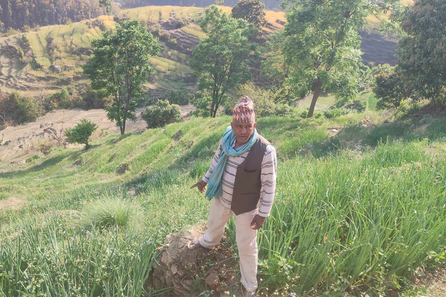 डोटीमा प्याजखेतीप्रति बढ्दो आकर्षण, बजार भने अभाव