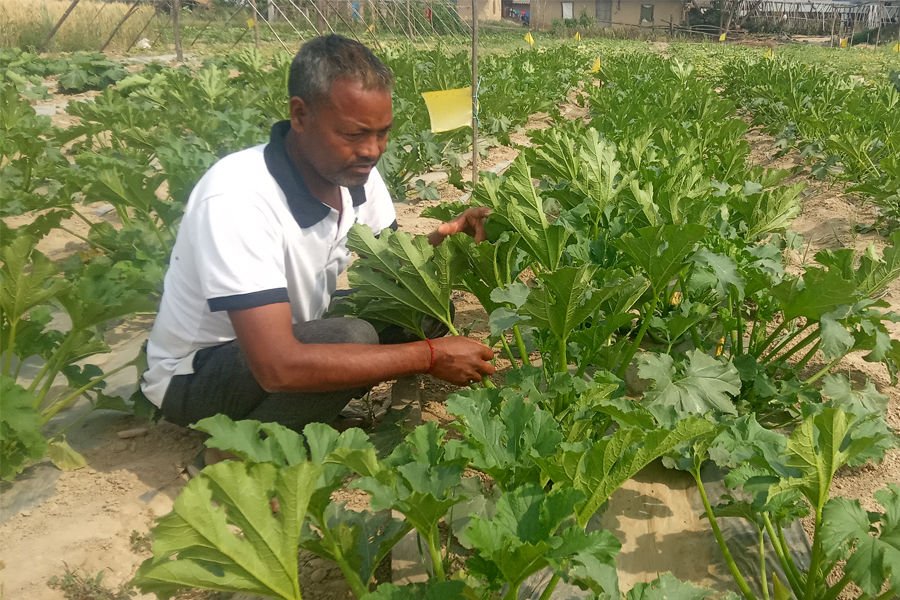 तरकारी बेचेर वर्षमा १० लाख कमाइरहेका टेकराज
