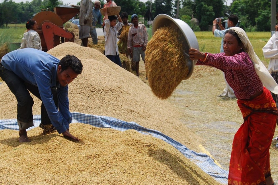 चितवनमा १० प्रतिशतले घट्यो धान उत्पादन