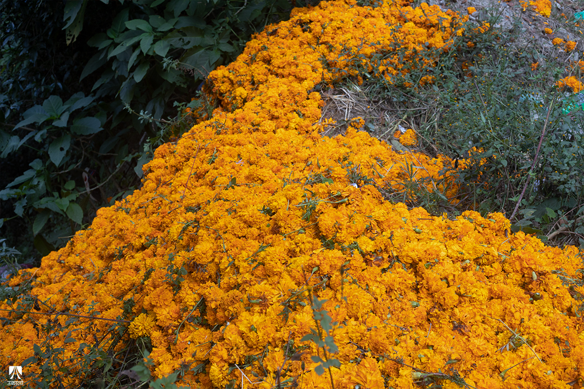 बिक्री नभएपछि खेतमै कुहिन लाग्यो २५ क्विन्टल सयपत्री