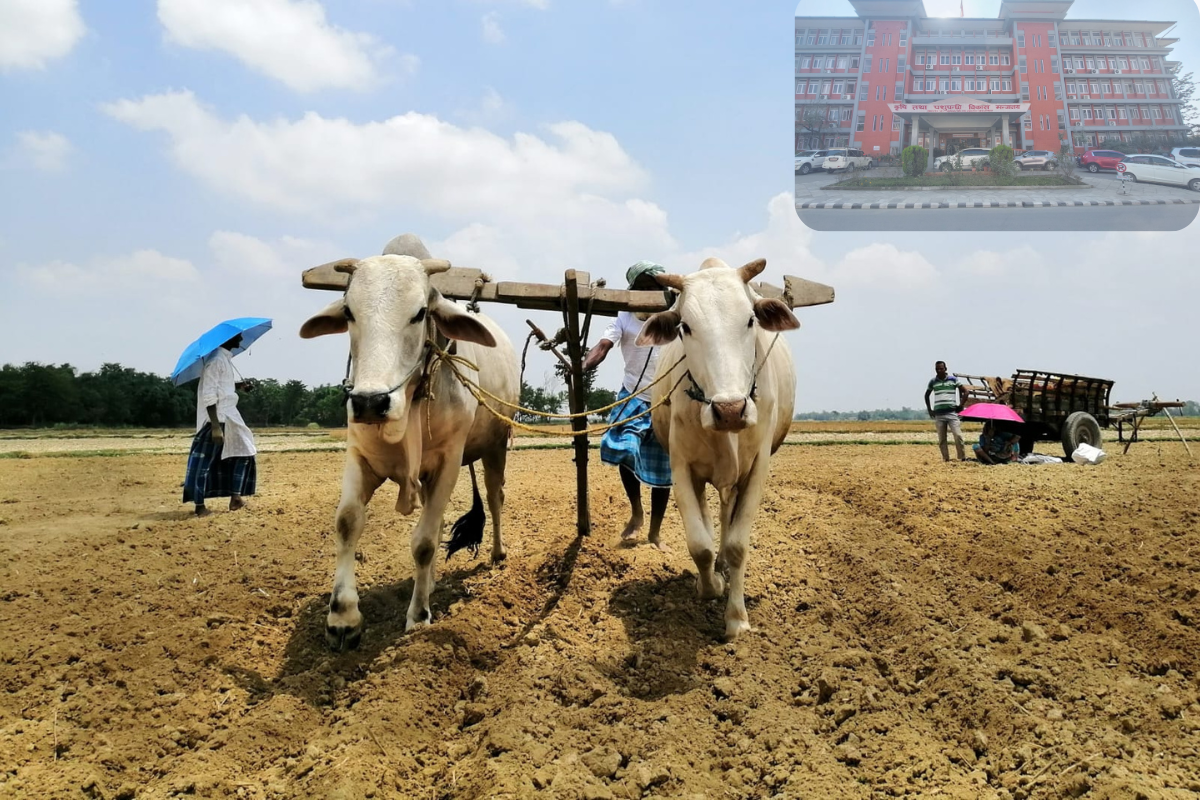 किसानले यो वर्ष बेलैमा पाउलान् रासायनिक मल?