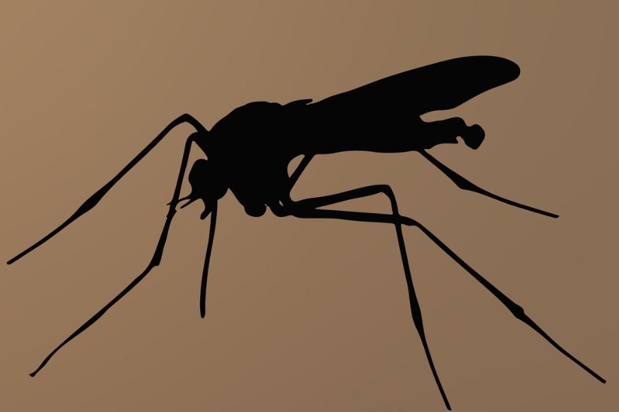 डेंगीको जोखिम कायमै, सर्तक रहन विज्ञको आग्रह