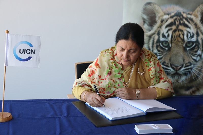 राष्ट्रपतिको ‘सक्रियता’पछिको अन्योल: नजर अदालततिर