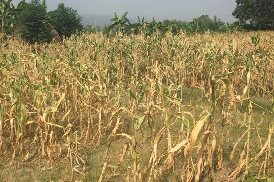 खडेरीले खेतमै सुके मकै