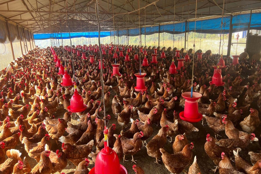 चल्ला बिक्री हुन छाडेपछि २३६ ह्याचरी उद्योग बन्द