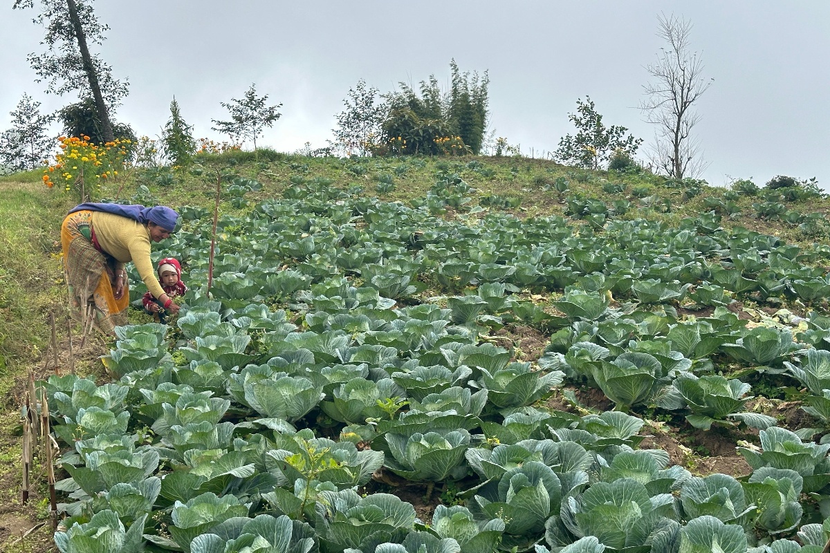 जैविक सागसब्जी उत्पादनमा रमाएका लालीगुराँसका महिला