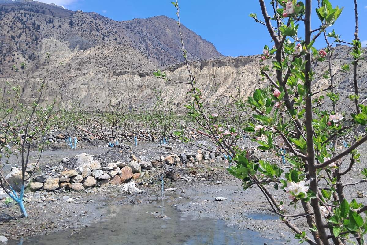 मुस्ताङमा सरकारी निकायसँग समन्वयबिनै सार्वजनिक जग्गामा स्याउखेती