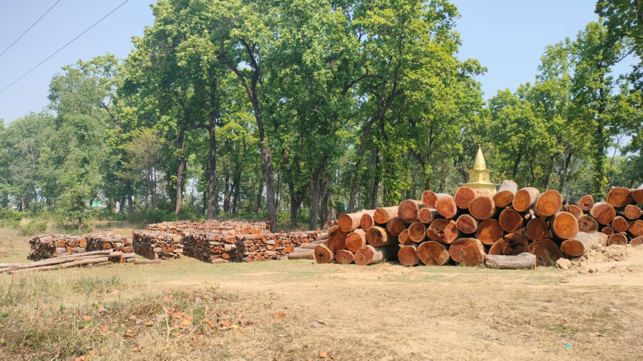 कार्यविधि अभावले करोडौँको काठ वनमै कुहिँदै