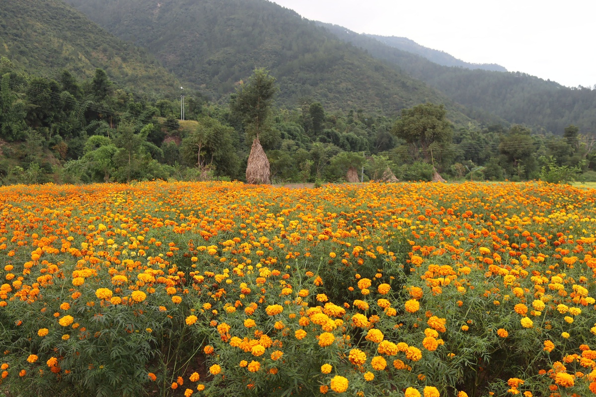 वर्षाबाट १५ करोड पुष्पखेतीमा नोक्सान, मूल्य बढ्ने 