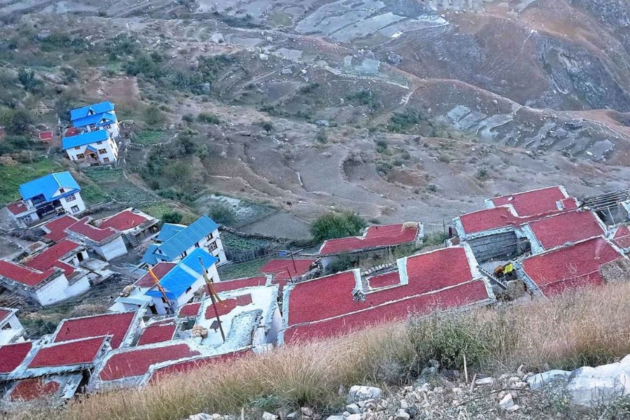 घरका छतभरि राताम्य खुर्सानी 