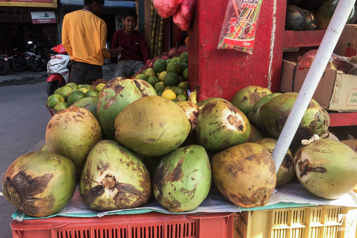 डेंगी संक्रमणसँगै ह्वात्तै बढ्यो हरियो नरिवल आयात, बिरामीलाई फाइदा कति?