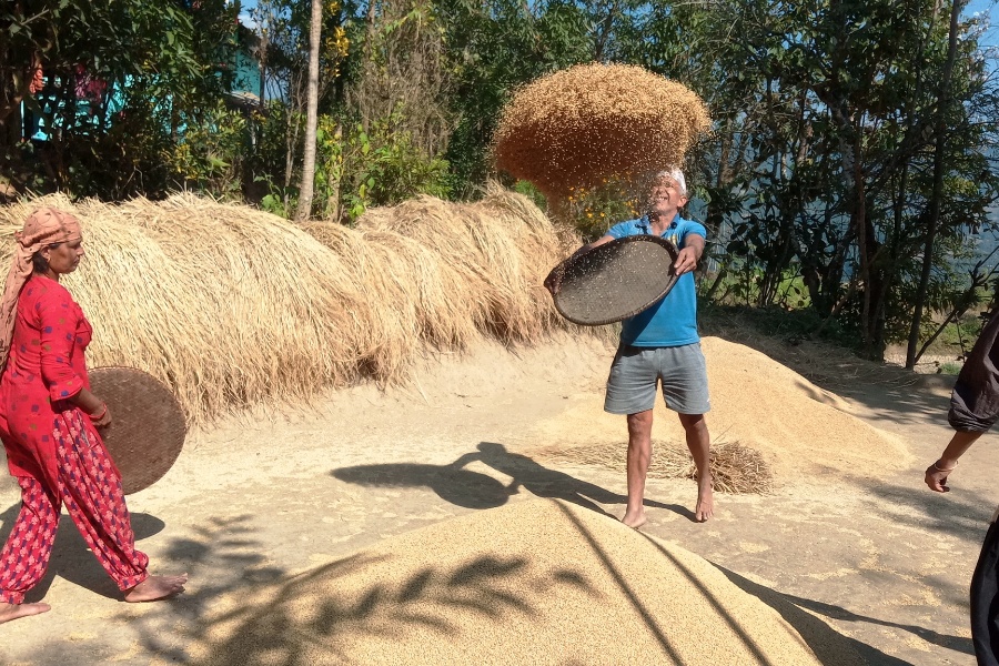 चियाको उर्वरभूमिका किसान धानखेतीमा आकर्षित