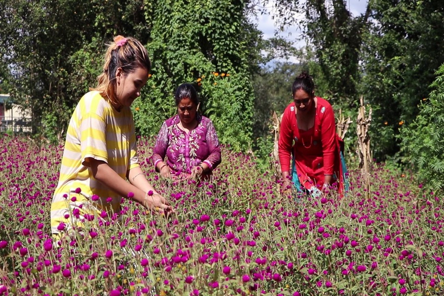 गुन्डु गाउँमा मखमली टिप्ने र माला उन्ने चटारो