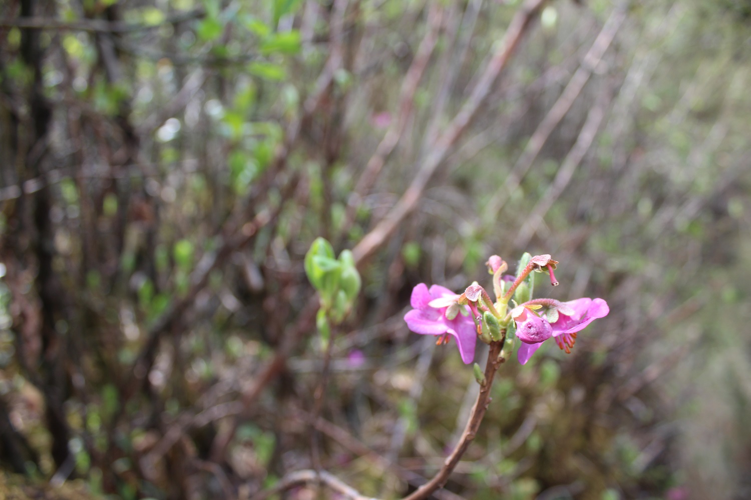 पदमार्गको आकर्षण: नेपालमा मात्र पाइने गुराँस मौरिस हर्गोज