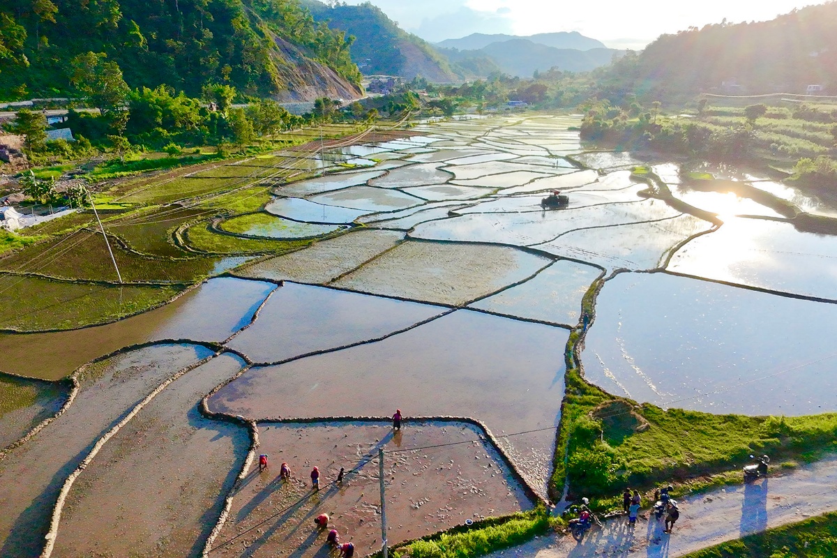 देशभर १५ प्रतिशत धान रोपाइँ
