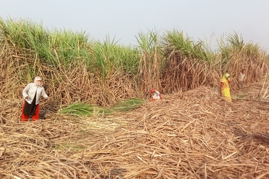 मौसम परिवर्तनको असर: नगदे बाली फेर्दै किसान