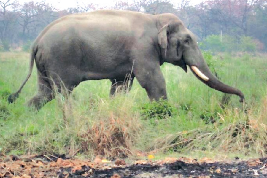सप्तरीमा हात्तीको आक्रमणबाट एक किसानको मृत्यु