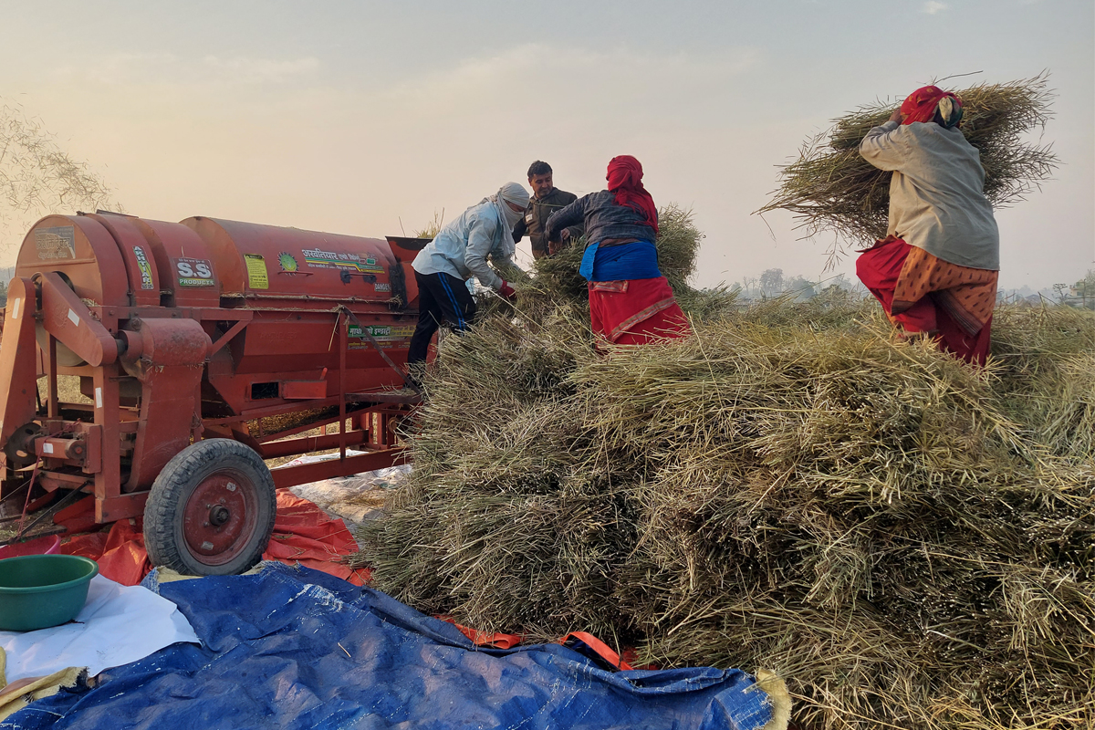 नवलपरासीमा फस्टाउँदै तोरीखेती, खेती गर्ने किसान पनि बढे
