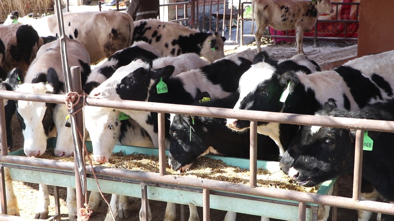 कोरियाबाट ल्याइएका शुद्ध नस्लका गाई किसानलाई वितरण