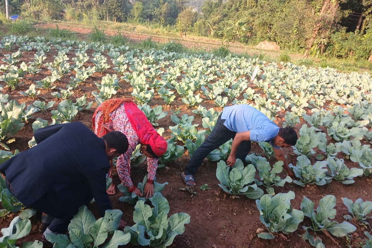 रामपुरका खेतबारीमा झुसिल्किराको प्रकोप