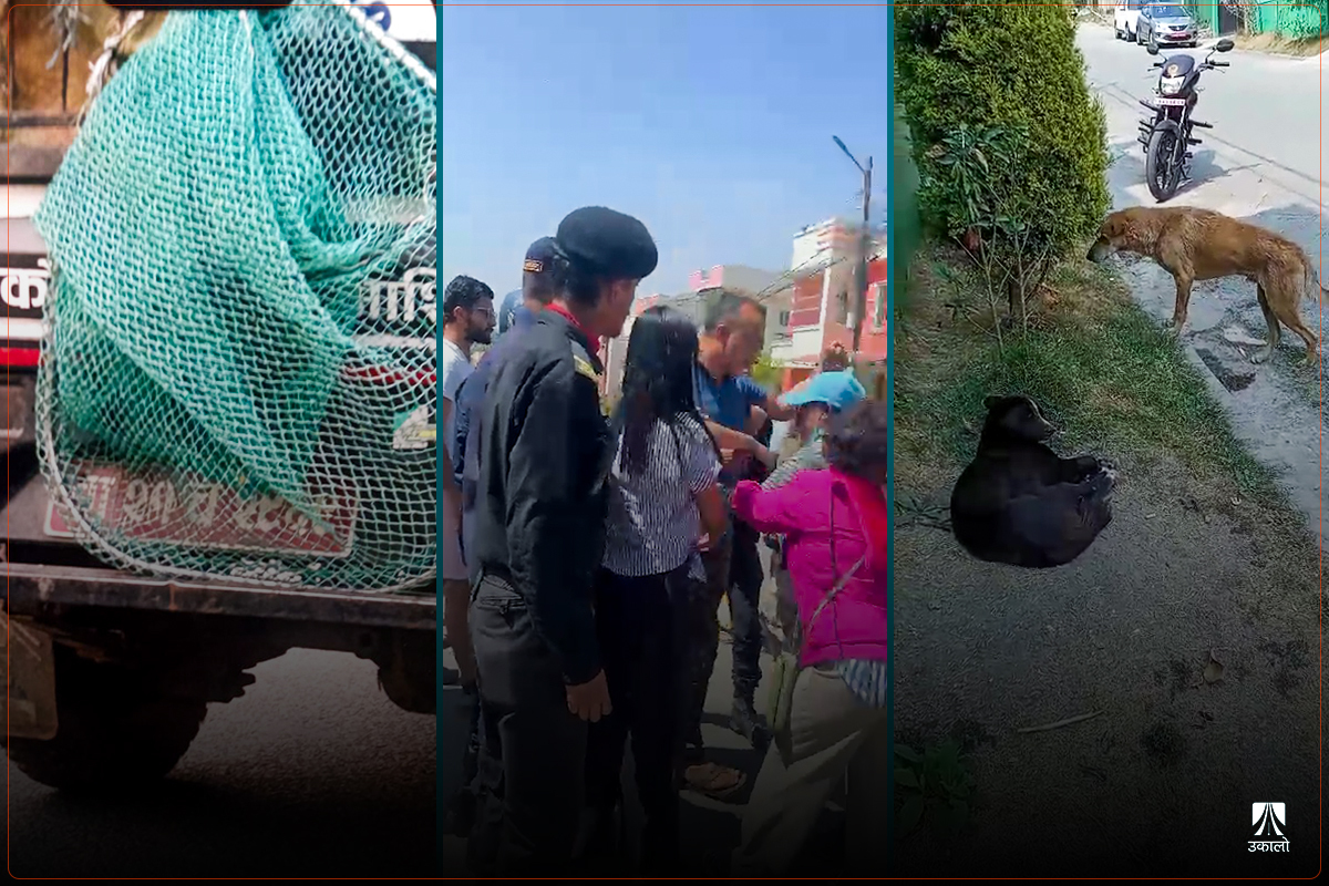 सामुदायिक कुकुर व्यवस्थापनको सकसः जब हाउजिङबाट सबै कुकुर भ्यानमा हालियो...