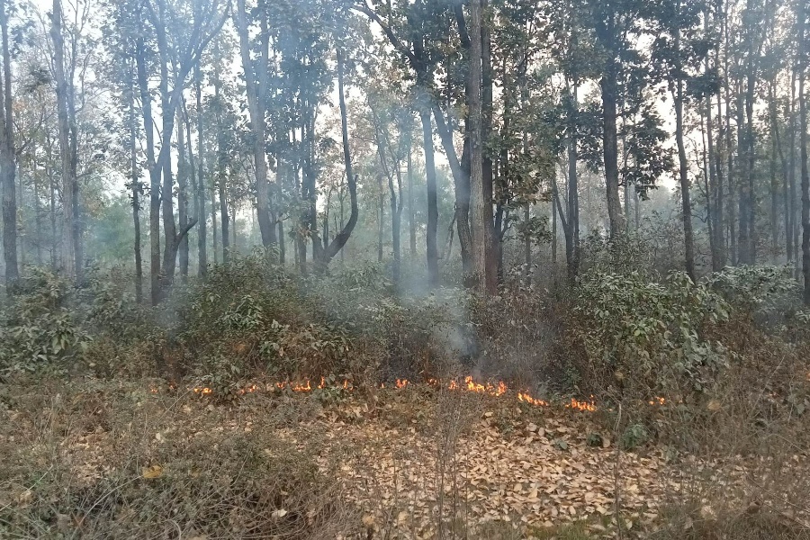 महोत्तरीमा डढेलोले सखाप हुँदै वन